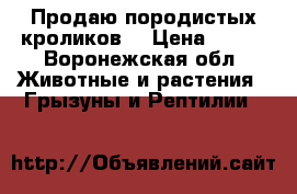 Продаю породистых кроликов  › Цена ­ 300 - Воронежская обл. Животные и растения » Грызуны и Рептилии   